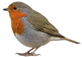 a bird with a red breast and a black head.jpg
